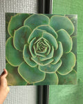 Tableau Décoratif Plante Succulente Verte