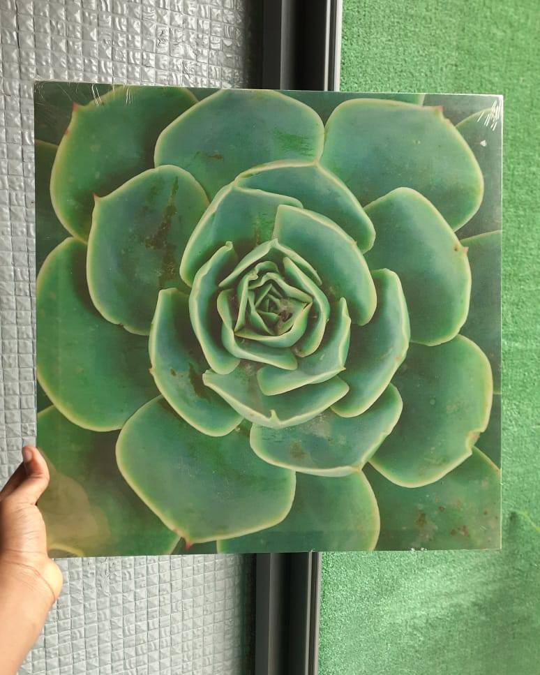 Tableau Décoratif Plante Succulente Verte